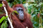 image 0093_img_5032_orangutan_samice-jpg