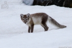image 0159_img_7595_liska_polarni-jpg