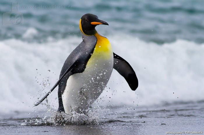 image 16_tyden_img_9159_king_penguin-jpg