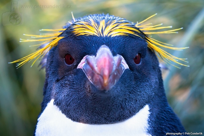 image 24_tyden_img_1382_macaroni_penguin-jpg