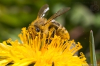 Macro