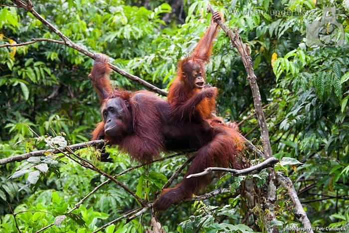 image 0114_img_5078_orangutani_na_strome-jpg