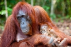 image 0091_img_4975_orangutani_matka_s_mladetem-jpg