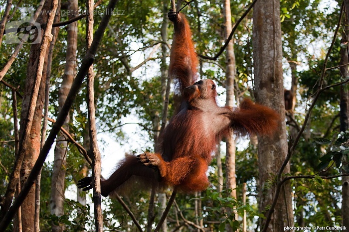 image 0099_img_5173_orangutan_na_strome-jpg