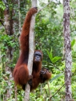 image 0097_img_5152_orangutan_na_strome-jpg